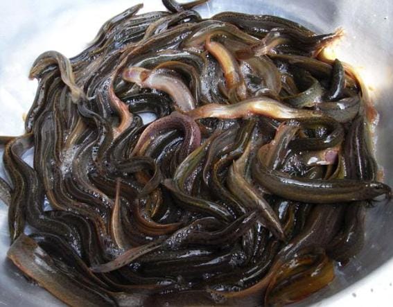泥鳅能烧吗(泥鳅炕了又晒再用辣椒爆炒) 泥鳅能烧吗 泥鳅炕了又晒再用辣椒爆炒