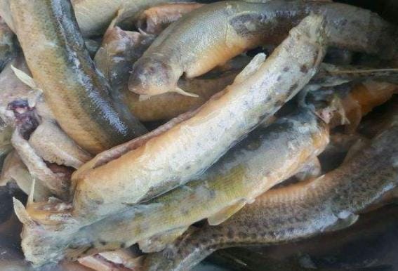 泥鳅能烧吗(泥鳅炕了又晒再用辣椒爆炒) 泥鳅能烧吗 泥鳅炕了又晒再用辣椒爆炒