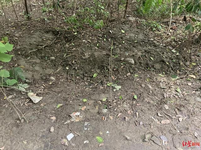 景区垃圾桶不让扔垃圾(绿化带背后垃圾遍地) 景区垃圾桶不让扔垃圾 绿化带背后垃圾遍地
