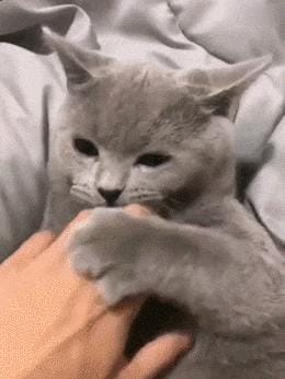 猫咪经常对主人做出攻击性动作(一只猫真正背叛) 猫咪经常对主人做出攻击性动作 一只猫真正背叛
