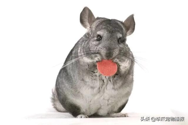 哪些宠物适合家养类似猫狗的宠物(虽然猫狗是宠物界的王牌) 哪些宠物适合家养类似猫狗的宠物 虽然猫狗是宠物界的王牌