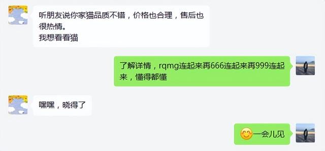 拿破仑猫一般什么价位(拿破仑猫咪有高脚的吗) 拿破仑猫一般什么价位 拿破仑猫咪有高脚的吗