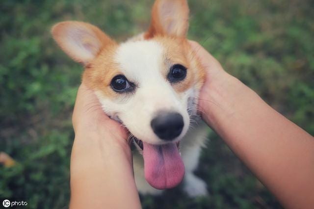 养狗容易得狂犬病(为什么养狗可能会得狂犬病) 养狗容易得狂犬病 为什么养狗可能会得狂犬病