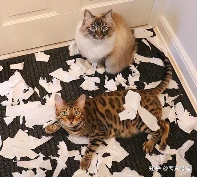 猫咪经常对主人做出攻击性动作(一只猫真正背叛) 猫咪经常对主人做出攻击性动作 一只猫真正背叛