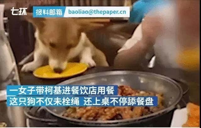 宠物狗可以进西餐厅吗 带宠物狗进餐厅