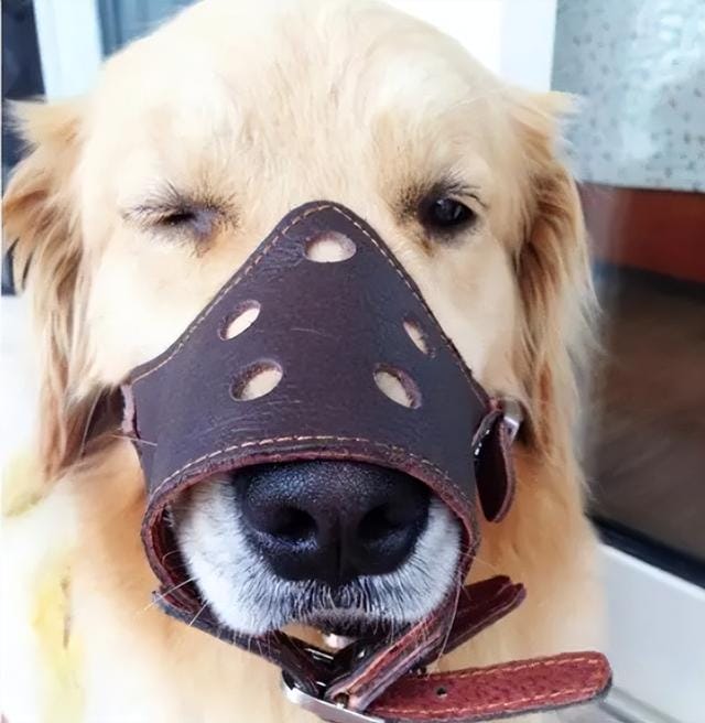 狗狗可以长期套嘴套吗(狗狗带着嘴套会不会很痛苦) 狗狗可以长期套嘴套吗 狗狗带着嘴套会不会很痛苦