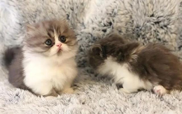拿破仑猫一般什么价位(拿破仑猫咪有高脚的吗) 拿破仑猫一般什么价位 拿破仑猫咪有高脚的吗