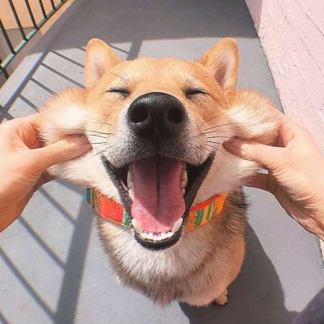 养狗容易得狂犬病(为什么养狗可能会得狂犬病) 养狗容易得狂犬病 为什么养狗可能会得狂犬病