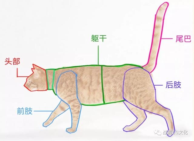 一招教你画猫咪简单易学(如何轻松画出很多只可爱的小猫) 一招教你画猫咪简单易学 如何轻松画出很多只可爱的小猫
