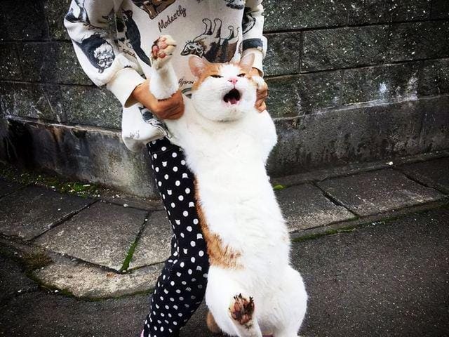 猫咪经常对主人做出攻击性动作(一只猫真正背叛) 猫咪经常对主人做出攻击性动作 一只猫真正背叛