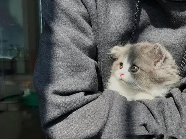 拿破仑猫一般什么价位(拿破仑猫咪有高脚的吗) 拿破仑猫一般什么价位 拿破仑猫咪有高脚的吗