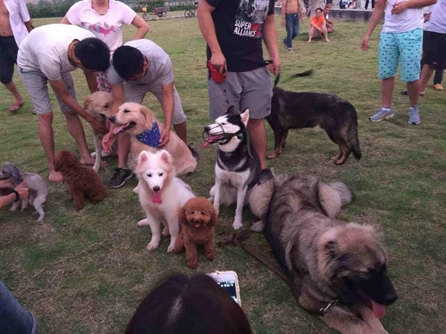 养狗容易得狂犬病(为什么养狗可能会得狂犬病) 养狗容易得狂犬病 为什么养狗可能会得狂犬病