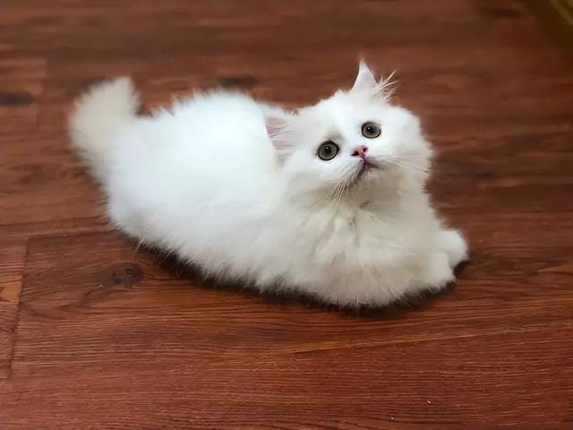 拿破仑猫一般什么价位(拿破仑猫咪有高脚的吗) 拿破仑猫一般什么价位 拿破仑猫咪有高脚的吗