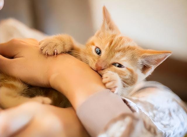 猫咪经常对主人做出攻击性动作(一只猫真正背叛) 猫咪经常对主人做出攻击性动作 一只猫真正背叛