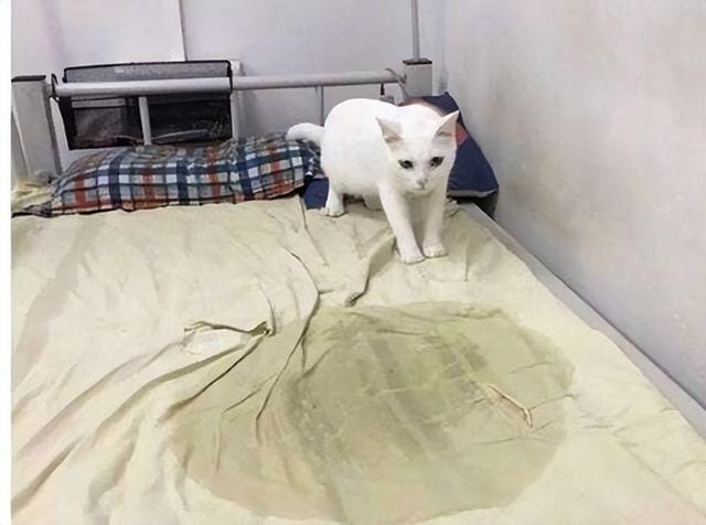 猫咪经常对主人做出攻击性动作(一只猫真正背叛) 猫咪经常对主人做出攻击性动作 一只猫真正背叛