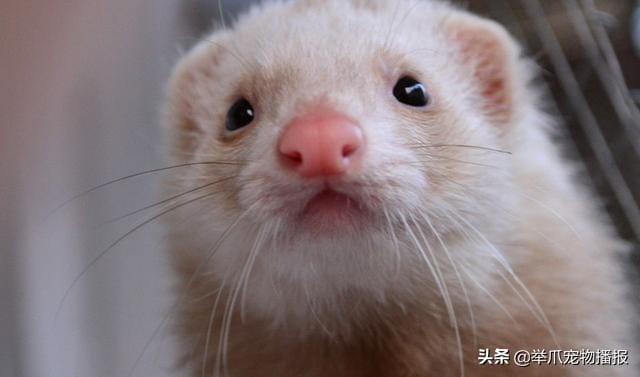 哪些宠物适合家养类似猫狗的宠物(虽然猫狗是宠物界的王牌) 哪些宠物适合家养类似猫狗的宠物 虽然猫狗是宠物界的王牌