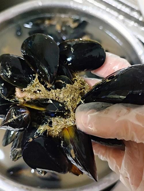 海虹蒸多久才可以熟 多长时间能蒸熟海虹