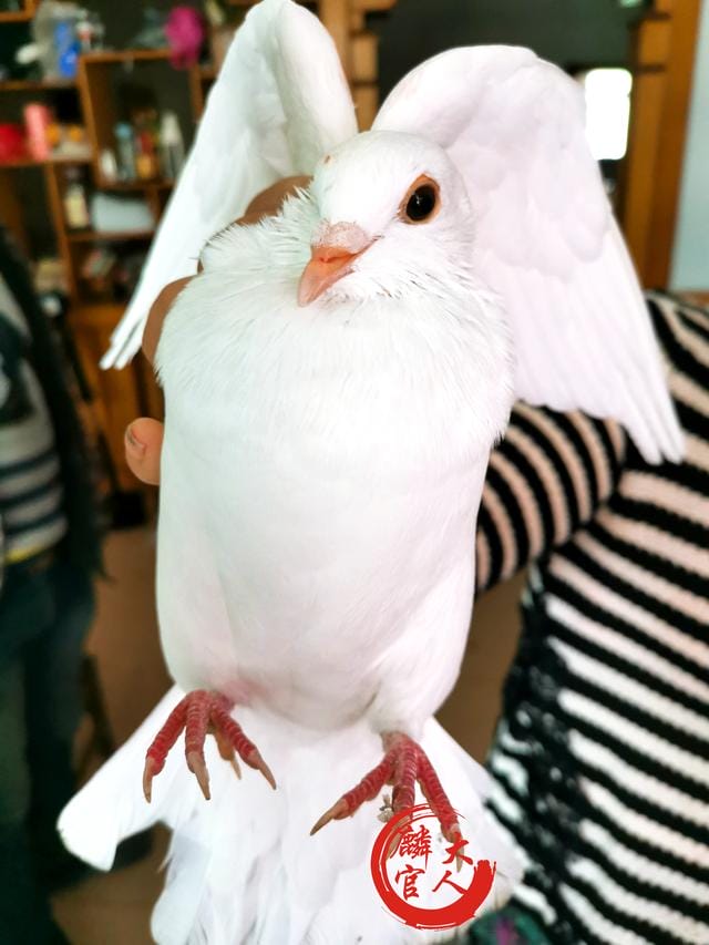 鸽子怎么杀营养才好(鸽子这样杀不水淹) 鸽子怎么杀营养才好 鸽子这样杀不水淹