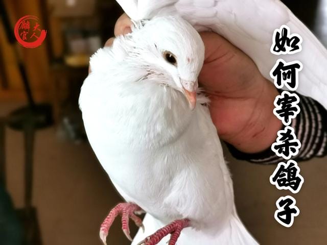 鸽子怎么杀营养才好(鸽子这样杀不水淹) 鸽子怎么杀营养才好 鸽子这样杀不水淹