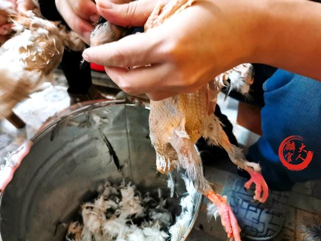 鸽子怎么杀营养才好(鸽子这样杀不水淹) 鸽子怎么杀营养才好 鸽子这样杀不水淹