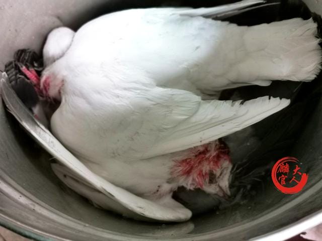 鸽子怎么杀营养才好(鸽子这样杀不水淹) 鸽子怎么杀营养才好 鸽子这样杀不水淹