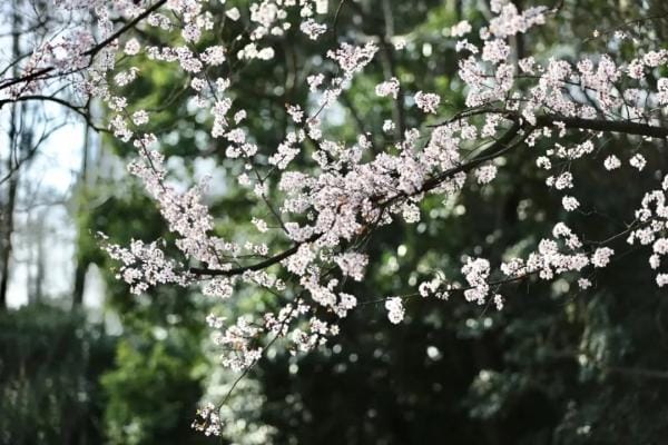 旅游景点三八妇女节优惠(上海这些景点打折优惠啦) 旅游景点三八妇女节优惠 上海这些景点打折优惠啦