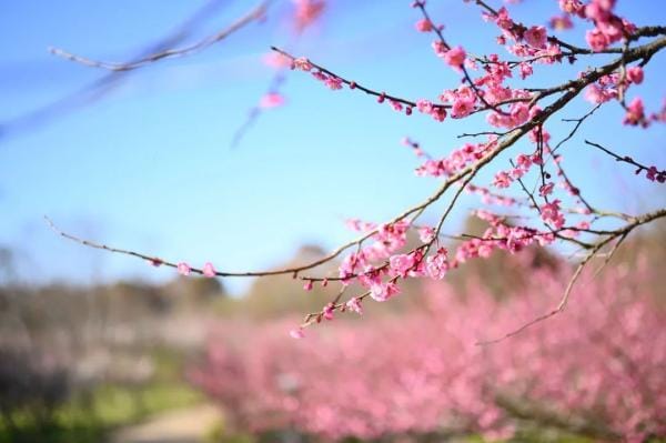 旅游景点三八妇女节优惠(上海这些景点打折优惠啦) 旅游景点三八妇女节优惠 上海这些景点打折优惠啦