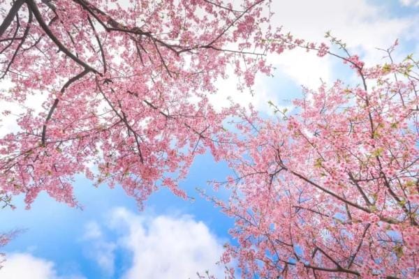 旅游景点三八妇女节优惠(上海这些景点打折优惠啦) 旅游景点三八妇女节优惠 上海这些景点打折优惠啦