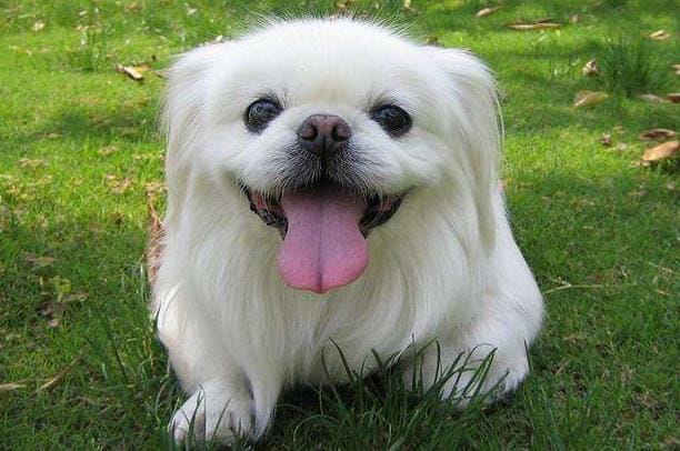 京巴犬好不好养(京巴犬漂亮又可爱) 京巴犬好不好养 京巴犬漂亮又可爱