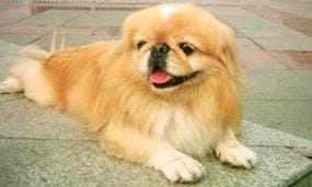 京巴犬好不好养(京巴犬漂亮又可爱) 京巴犬好不好养 京巴犬漂亮又可爱