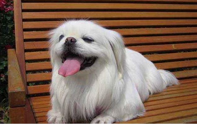 京巴犬好不好养(京巴犬漂亮又可爱) 京巴犬好不好养 京巴犬漂亮又可爱