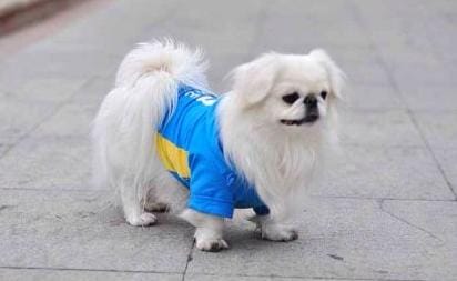 京巴犬好不好养(京巴犬漂亮又可爱) 京巴犬好不好养 京巴犬漂亮又可爱