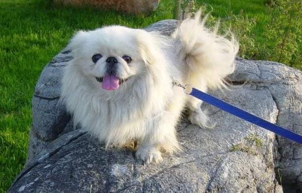 京巴犬好不好养(京巴犬漂亮又可爱) 京巴犬好不好养 京巴犬漂亮又可爱