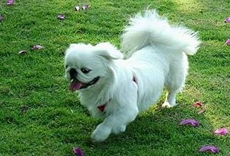 京巴犬好不好养(京巴犬漂亮又可爱) 京巴犬好不好养 京巴犬漂亮又可爱