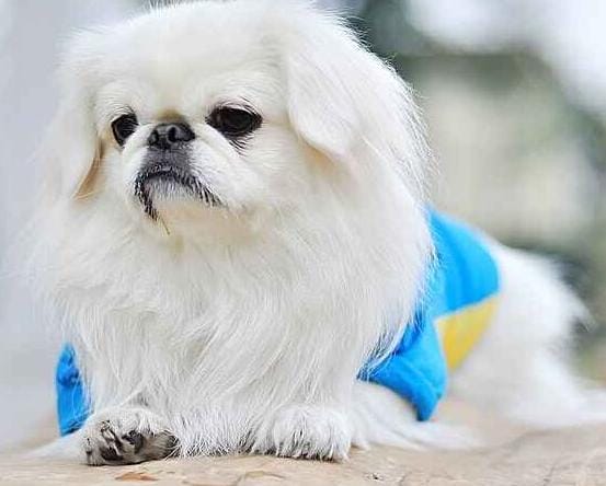 京巴犬好不好养(京巴犬漂亮又可爱) 京巴犬好不好养 京巴犬漂亮又可爱