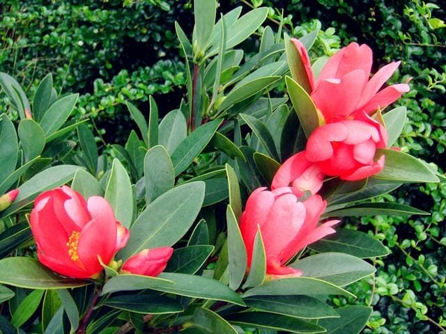 为什么山茶花是花中珍品(茶花中的珍稀品) 为什么山茶花是花中珍品 茶花中的珍稀品