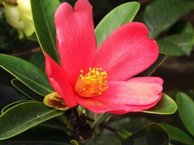 为什么山茶花是花中珍品(茶花中的珍稀品) 为什么山茶花是花中珍品 茶花中的珍稀品