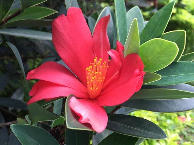 为什么山茶花是花中珍品(茶花中的珍稀品) 为什么山茶花是花中珍品 茶花中的珍稀品