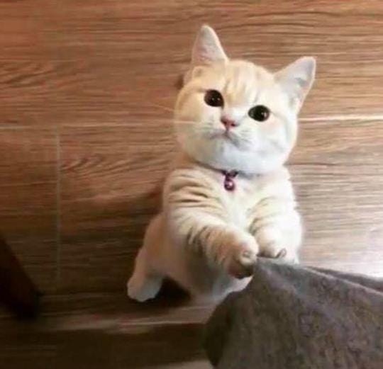 猫咪的哪些行为是想引起你的注意(猫咪最没教养的行为) 猫咪的哪些行为是想引起你的注意 猫咪最没教养的行为