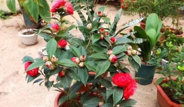 室内好养的花一年四季都开花的(六种漂亮花开花在冬天) 室内好养的花一年四季都开花的 六种漂亮花开花在冬天
