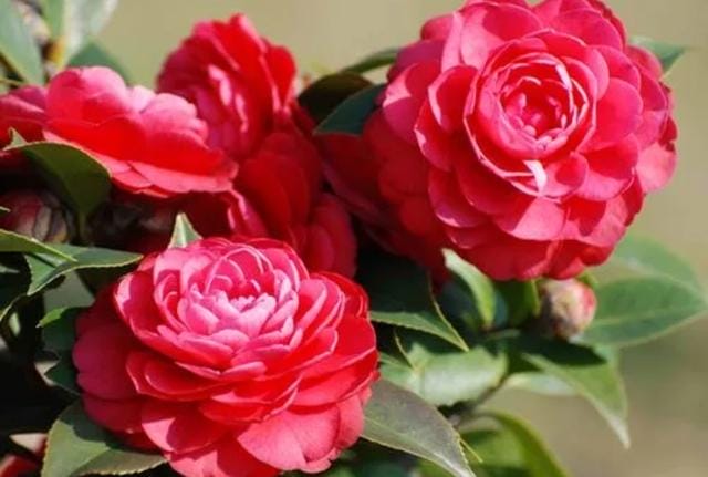 室内好养的花一年四季都开花的(六种漂亮花开花在冬天) 室内好养的花一年四季都开花的 六种漂亮花开花在冬天