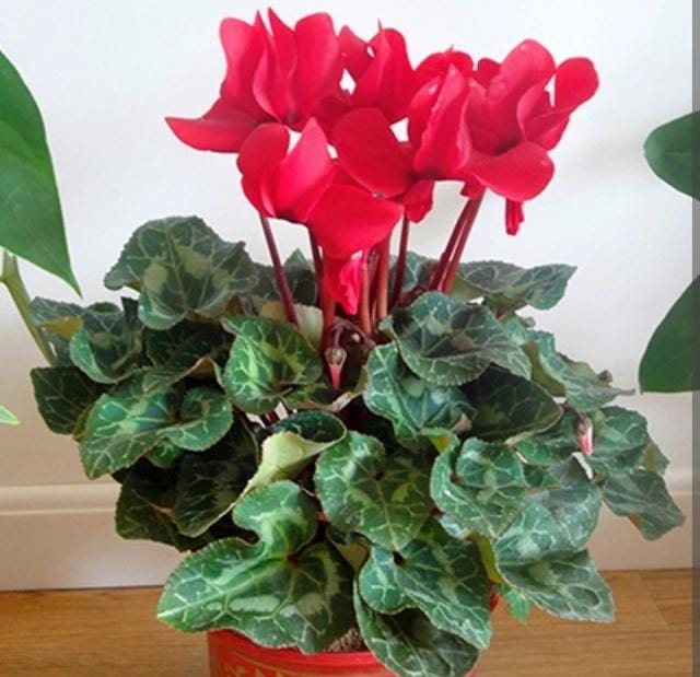 室内好养的花一年四季都开花的(六种漂亮花开花在冬天) 室内好养的花一年四季都开花的 六种漂亮花开花在冬天