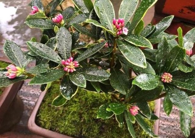 室内好养的花一年四季都开花的(六种漂亮花开花在冬天) 室内好养的花一年四季都开花的 六种漂亮花开花在冬天