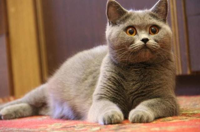 猫咪的哪些行为是想引起你的注意(猫咪最没教养的行为) 猫咪的哪些行为是想引起你的注意 猫咪最没教养的行为