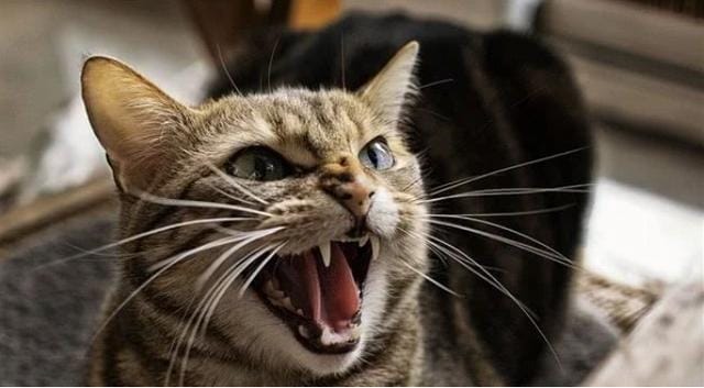 猫咪的哪些行为是想引起你的注意(猫咪最没教养的行为) 猫咪的哪些行为是想引起你的注意 猫咪最没教养的行为