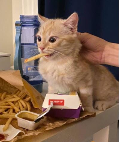 猫咪的哪些行为是想引起你的注意(猫咪最没教养的行为) 猫咪的哪些行为是想引起你的注意 猫咪最没教养的行为