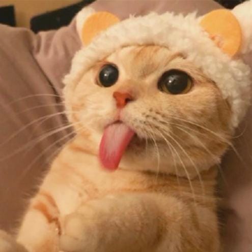 猫咪的哪些行为是想引起你的注意(猫咪最没教养的行为) 猫咪的哪些行为是想引起你的注意 猫咪最没教养的行为