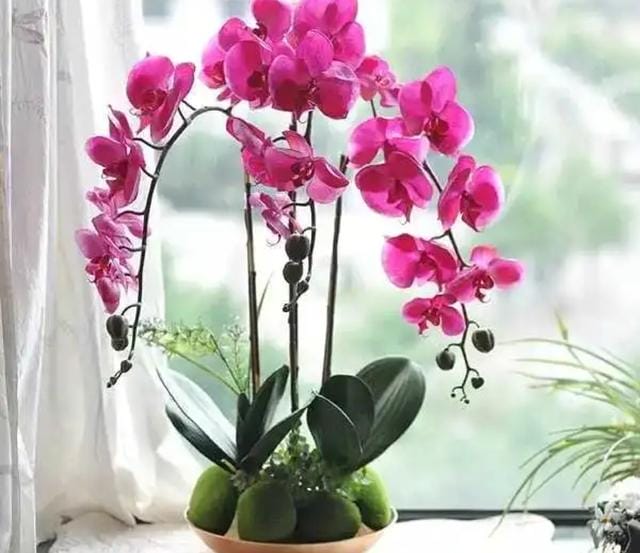 室内好养的花一年四季都开花的(六种漂亮花开花在冬天) 室内好养的花一年四季都开花的 六种漂亮花开花在冬天