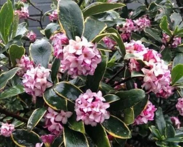 室内好养的花一年四季都开花的(六种漂亮花开花在冬天) 室内好养的花一年四季都开花的 六种漂亮花开花在冬天