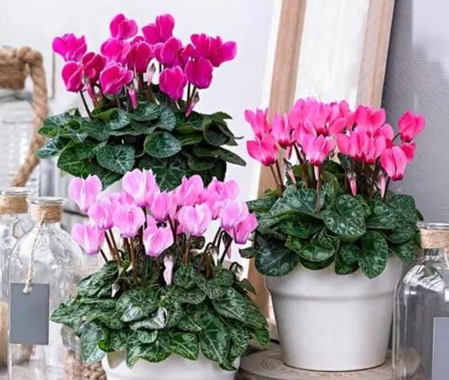 室内好养的花一年四季都开花的(六种漂亮花开花在冬天) 室内好养的花一年四季都开花的 六种漂亮花开花在冬天